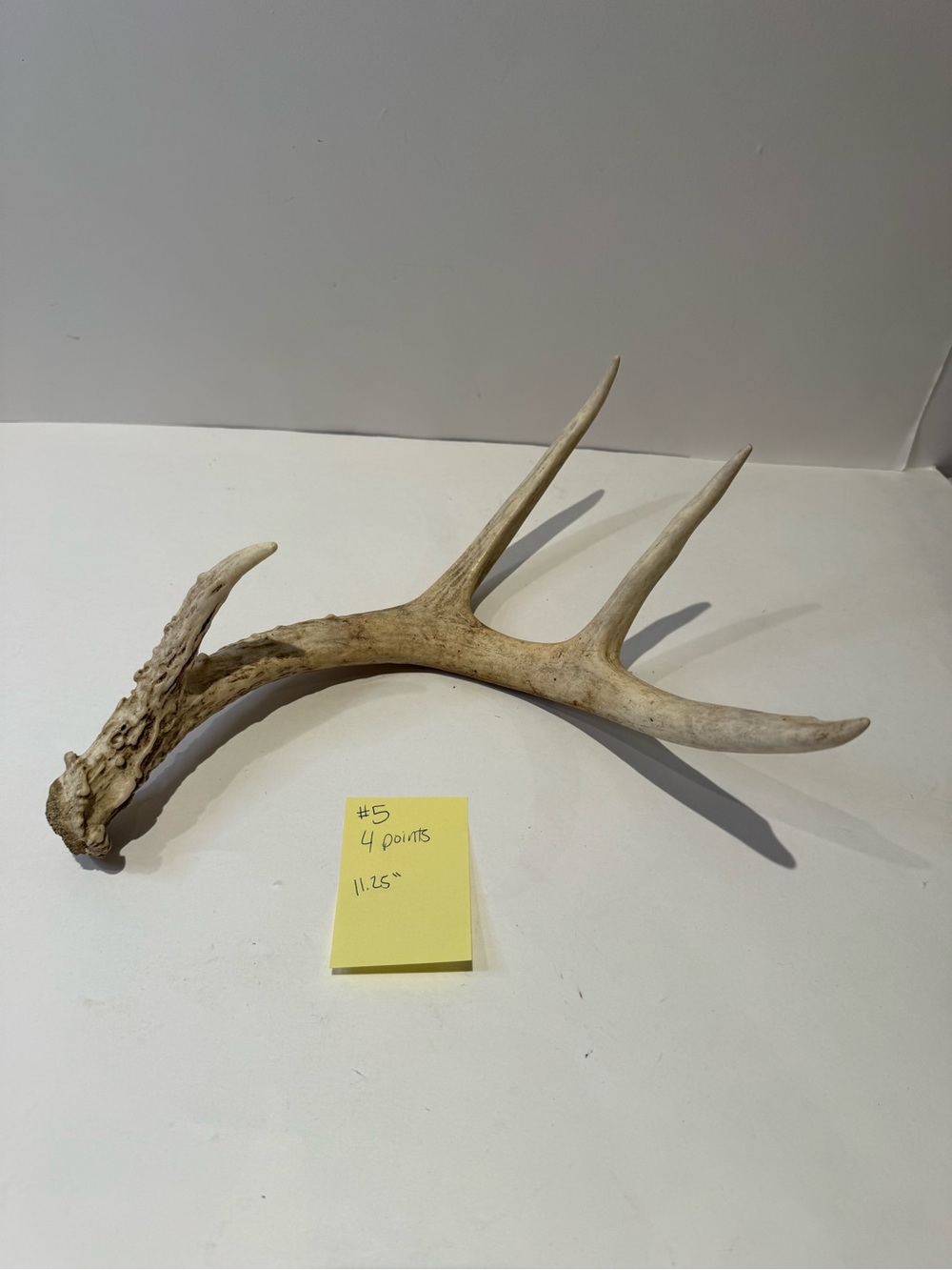 Real Natural Deer Antler Shed | Rustic Cabin & Farmhouse Decor Accent - Picture 1 of 6